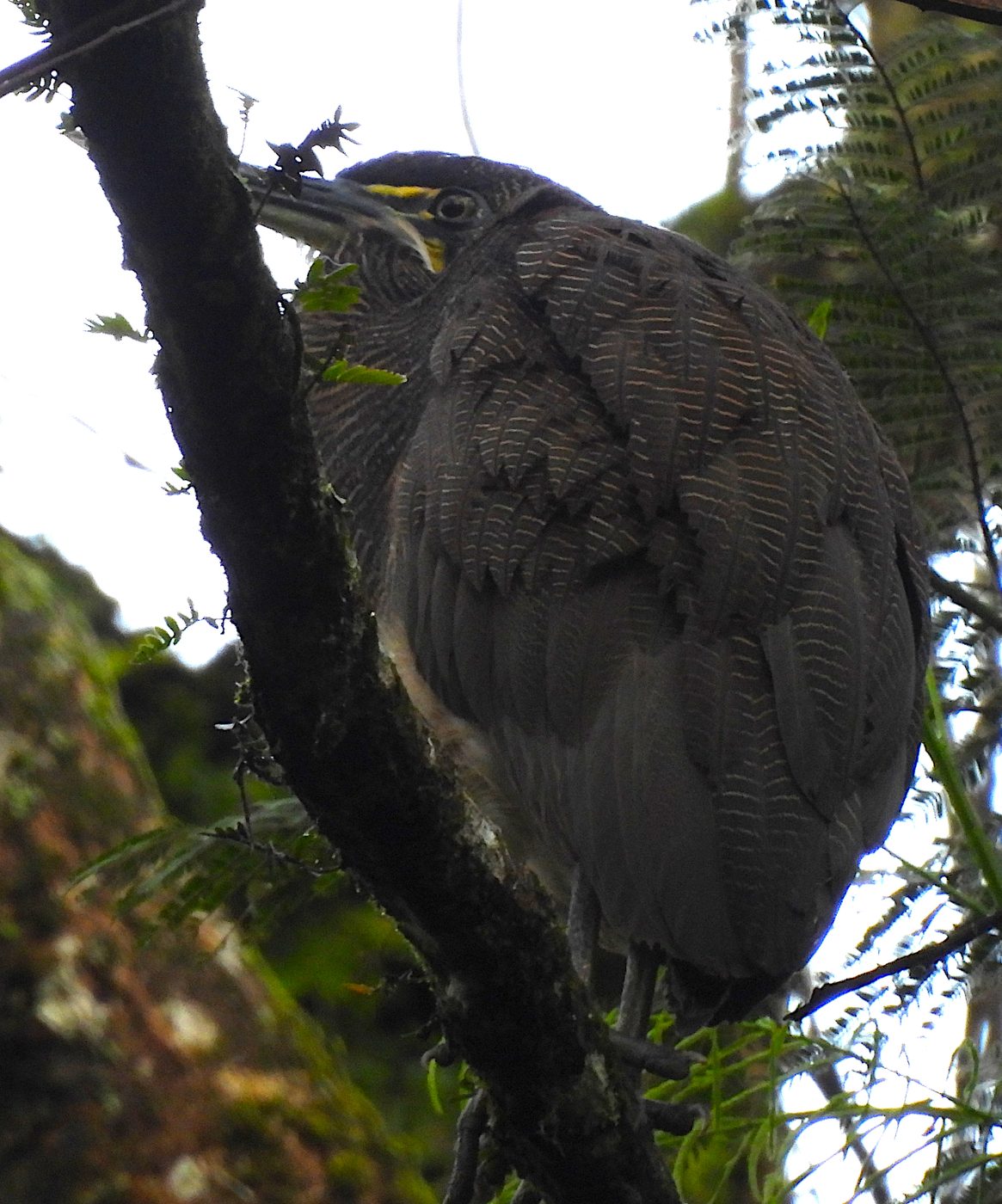A fasciated tiger heron standing on a rock in a stream